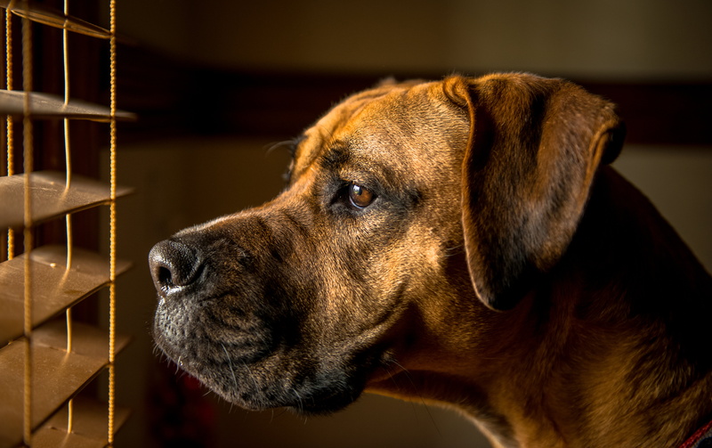 dog, boxer, blinds, facing, animal, 5K, venetian, tan, canine, pets