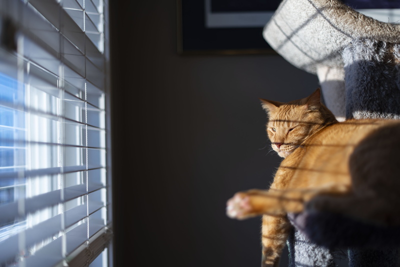 animal body part, scarf, 5K, hound, domestic cat, lying, window, no people, selective focus, tabby, mammal, relaxation, cap, person, apparel, sleeping