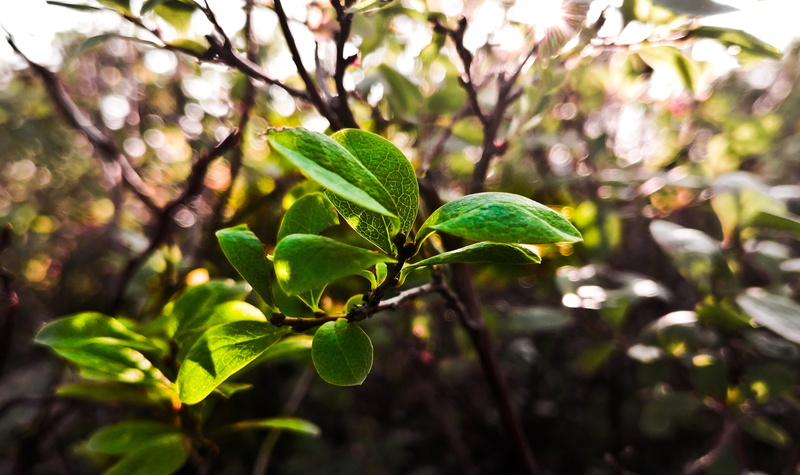summer, day, close-up, leaf, environment, outdoor, food, 4K, sunlight, green color, beauty in nature, ecology, forest, focus on foreground, harmony, green