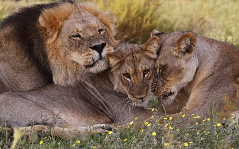 south, africa, wildlife, South Africa, 1080P, family, lions