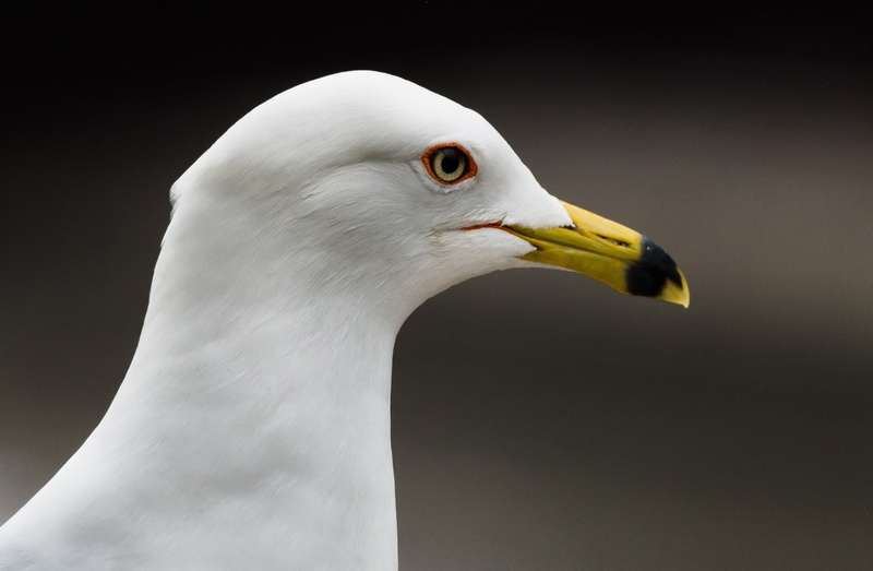 riverwalk, animal themes, bird, beak, nikon, animal body part, focus on foreground, Gull, yellow, animal eye, animal neck, 1080P, Birds, Animals, animal head