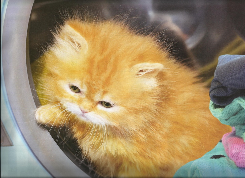 cute, 1080P, clothes, getting, animals, dry, dryer, kitten