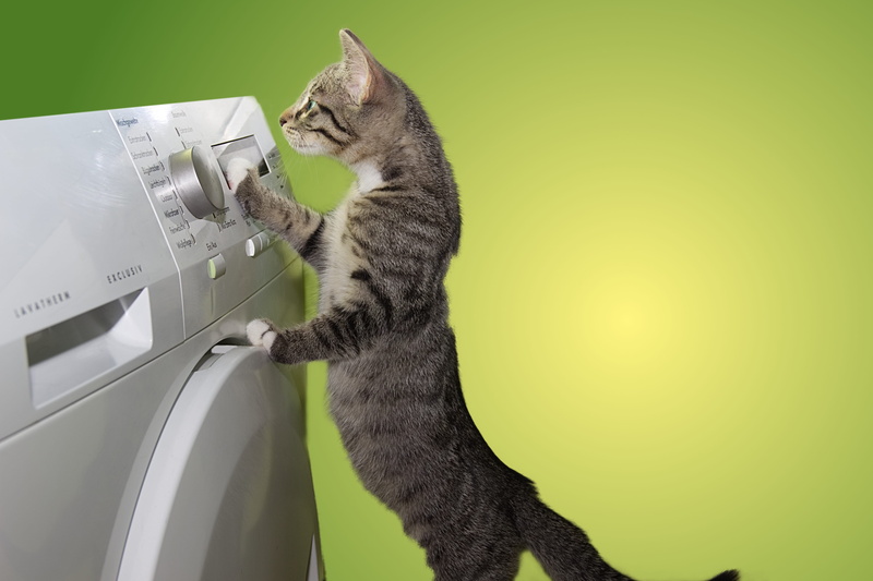 help, tabby, side view, studio shot, pet, one animal, animal themes, kitten, green color, budget, mammal, dryer, domestic, cat, vertebrate, relaxation