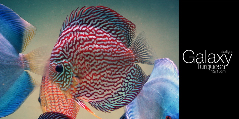 adult, women, one person, housework, pattern, cleaning, textile, lifestyles, chores, 1080P, nature, human body part, indoors, headshot, transparent, Discus Fish