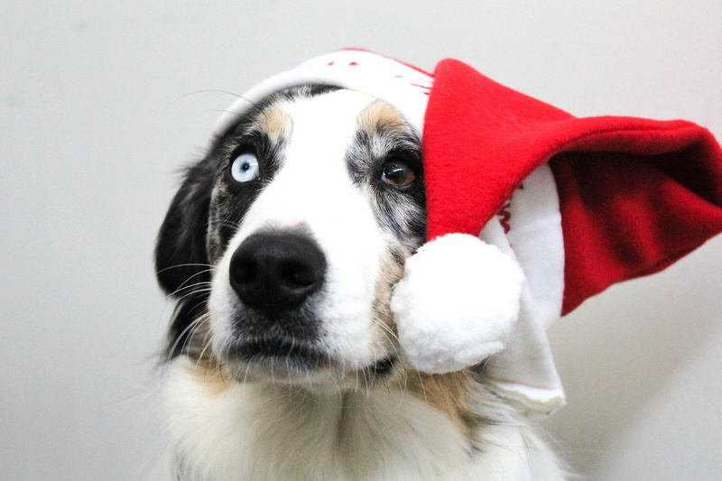friend, pet, canine, breed, brown, puppy, indoors, funny, looking at camera, red, holiday, cute, 4K, christmas, santa hat, xmas, santa, pets, white, winter