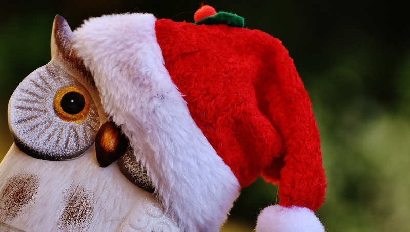 holiday, winter, 4K, cute, focus, looking at camera, red, toy, animal wildlife, selective, deco, decoration, hat, contemplative, christmas, white, christmas decoration