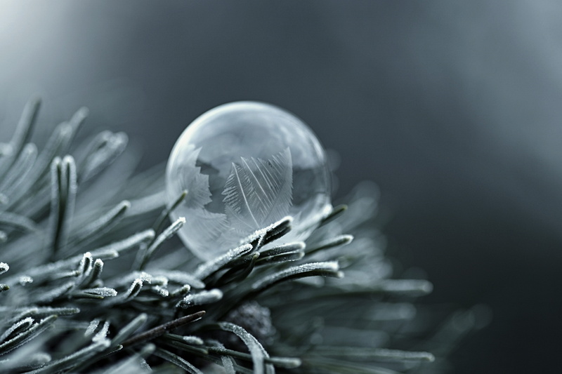 bubble, plant, healthcare and medicine, 5K, nature, no people, leaf, plant part, tree, vulnerability, flower, indoors, coniferous tree, fragility, focus on foreground