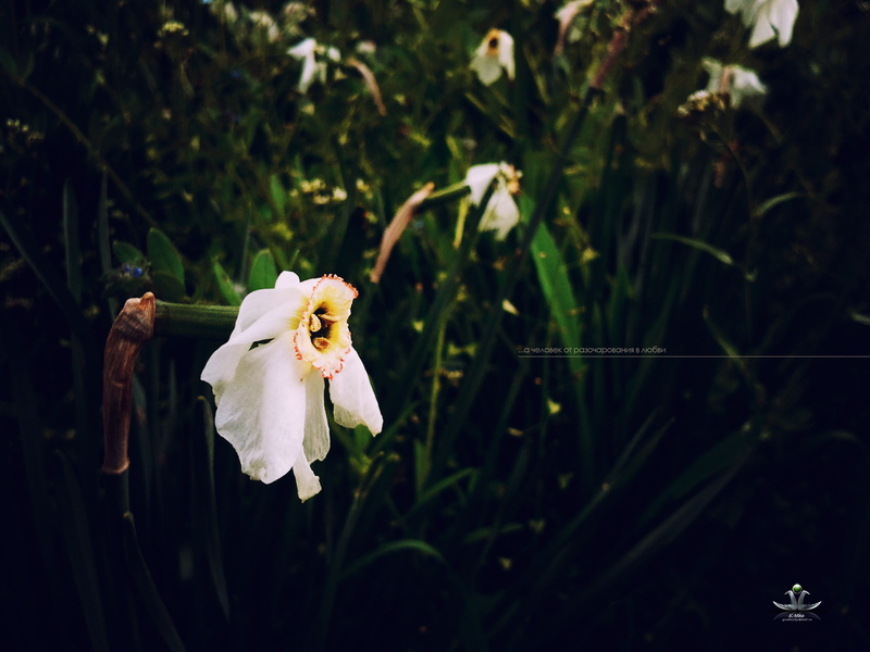 narcissus, michael, flower, people, 2K, mukhortov, wilted, veneto, jc mike, love