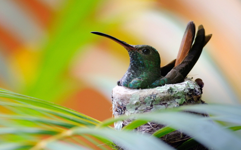 Hummingbird, 1080P, Nest, Bird