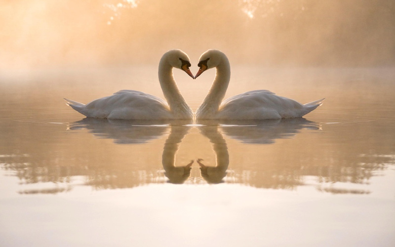 calm, beije, foggy, meet, quiet, white, wings, 2K, grove, cold, background, nice, lake, sunny, picture