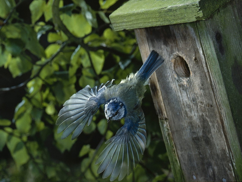 nest, bird, 720P, animals