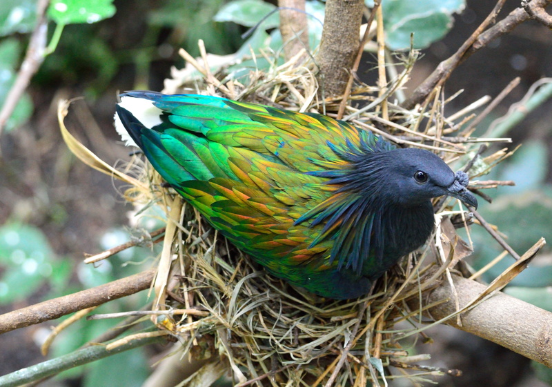 animal wildlife, close-up, multi Colored, perching, exotic, day, 5K, nest, animals in the wild, animal, wildlife, blue, branch, beak, black, green, nature