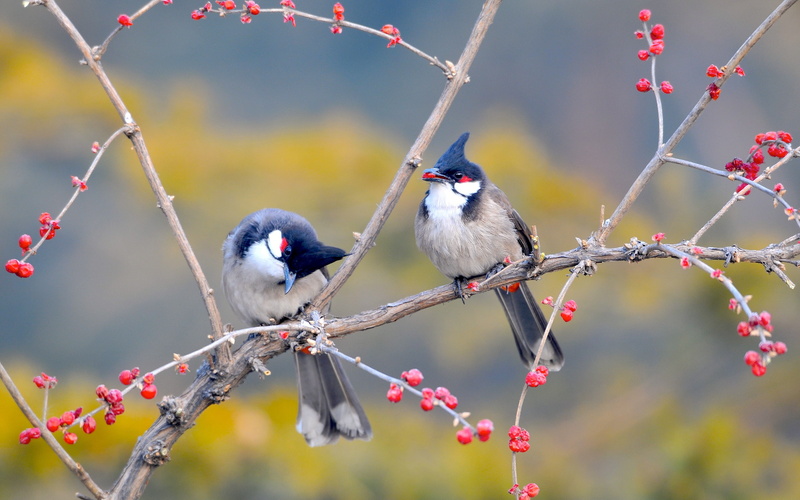 black, bird, brown, Kong, nanhaizi, Birds, Now, Nanhaizi Park, branches, two, Berries, tree, park, China, Beijing, 2K