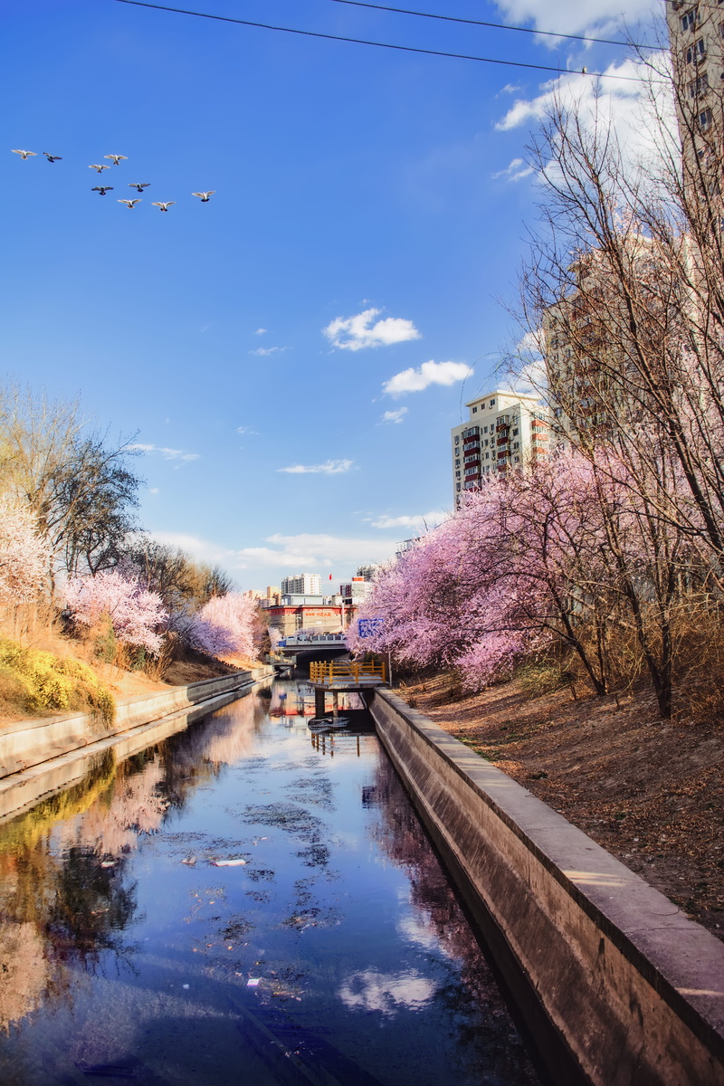 blossom, water, bare tree, reflection, architecture, animal, built structure, cloud - sky, day, nature, pink, beijing, flower, growth, 桃花, mode of transportation