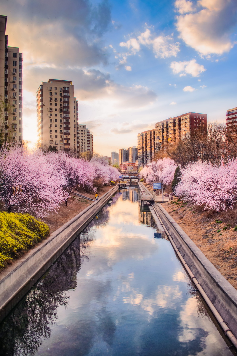 cherry blossom, architecture, building, beauty in nature, nature, flower, water, 北京, city, bridge, 美丽, 城市, sunset, outdoors, china, 蓝天, 桃花, reflection