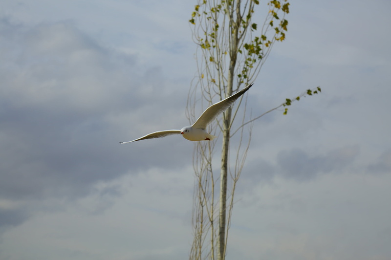 heron, branch, day, animal wildlife, focus on foreground, flying, one animal, outdoors, seagull, nature, vertebrate, cloud - sky, plant, daytime, no people