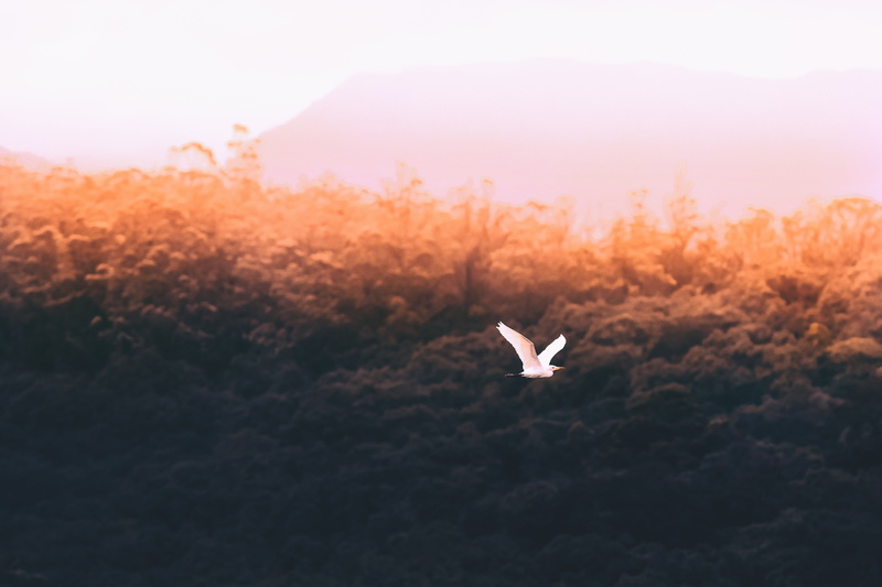 overlooking, white color, animal Wing, sky, daytime, outdoors, forest, flying, no people, vertebrate, cloud, day, 4K, animal themes, beauty in nature