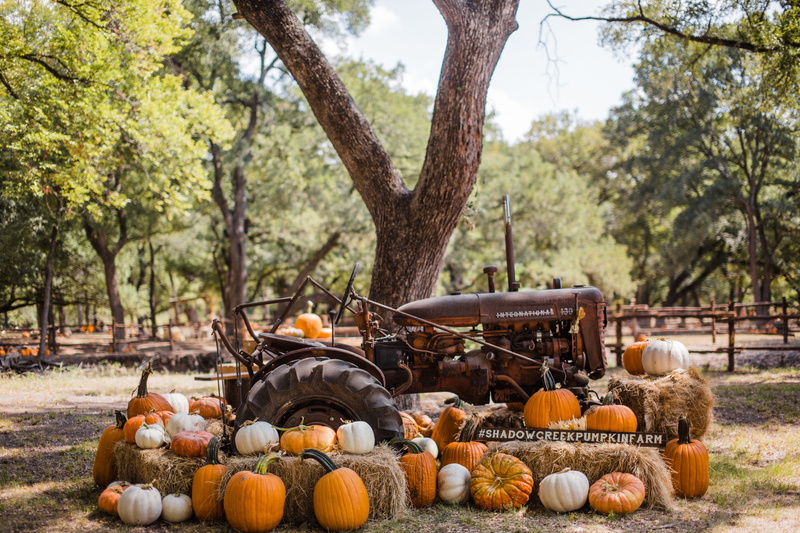 fence, no people, pumpkins, farm, pumpkin farm, nature, beside, field, harvesting, plant, surrounded, large group of objects, tree, day, food, tractor