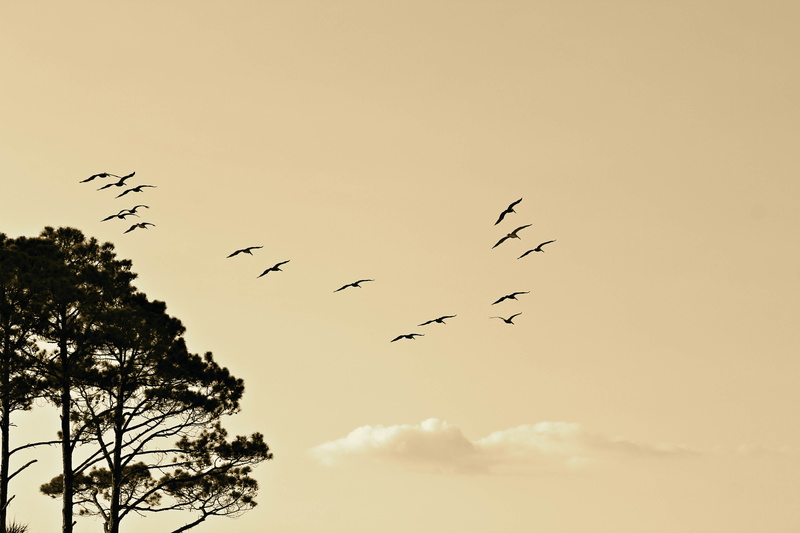 5K, black, mid-air, cloud - sky, day, outdoors, plant, flock of birds, group, shape, trees, peaceful, no people, sky, silhouette, wings, geese, vertebrate