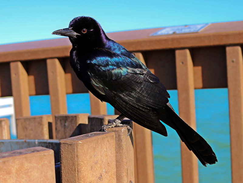 wood, animal wildlife, closeup, close-up, black color, animal themes, perching, quiscalus, no people, wild, purple glitter, raven - bird, barrier, iridescent