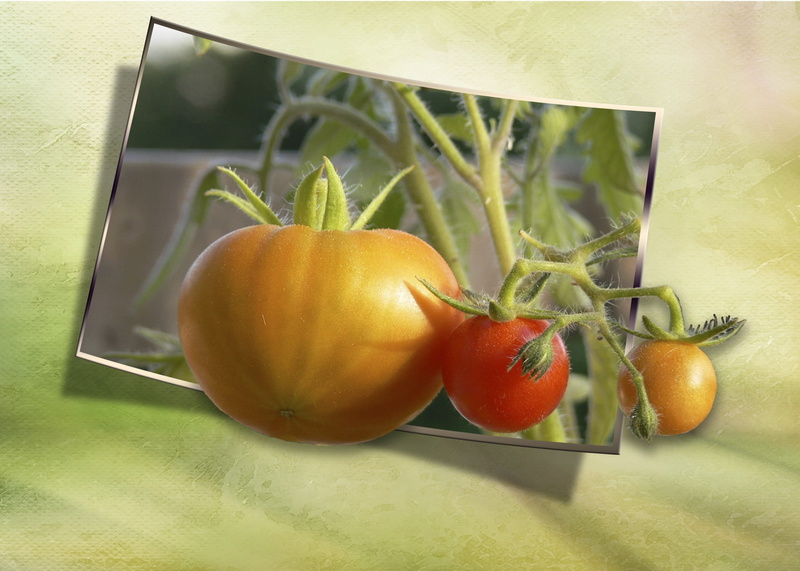 1080P, natural condition, leaf, gemuese, agriculture, garden, close-up, plant stem, vegetable, vegetables, healthy eating, nature, red, yellow, food and drink