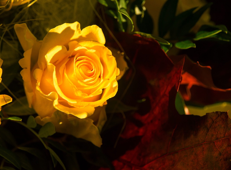 postcard, purity, gift, background, flower arrangement, blossom, floral greeting, map, 4K, romance, flower head, bound, leaf, nature, yellow, love, rose blooms