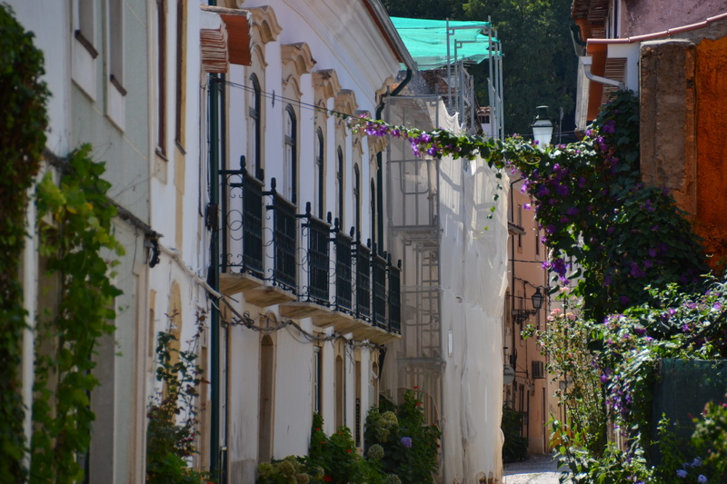 house, building exterior, 4K, architectural column, growth, buildings, in a row, ivy, tomar, nature, architecture, security, back road, hanging plant