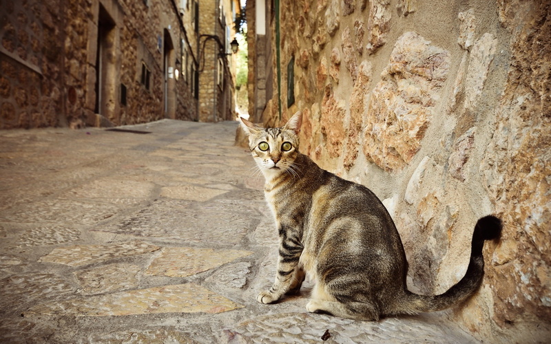 Back, Street, 1080P, Look, Cat
