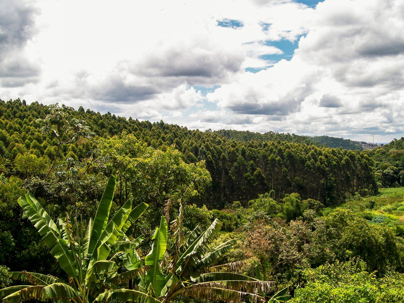 green color, tranquility, Nature, horizon, tranquil scene, beauty in nature, Trees, banana tree, agriculture, Fruit, beautiful, scenics - nature, Plants