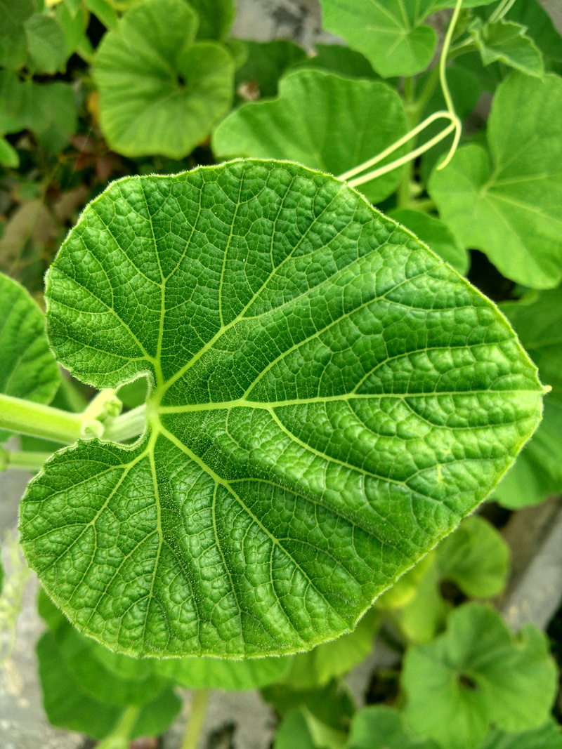 plant, outdoors, green color, Venation, vulnerability, leaf vein, focus on foreground, leaves, nature, Ridge Gourd, natural pattern, food and drink, fragility