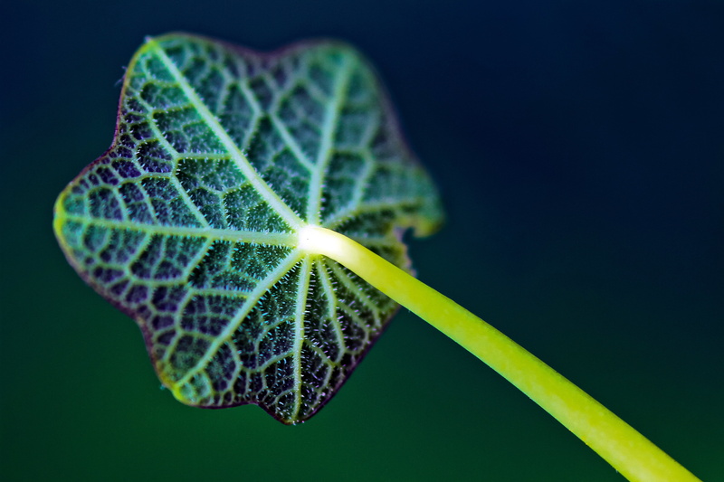 botany, backgrounds, summer, colored background, outdoors, organic, plant part, leaf Vein, springtime, no People, close-up, environment, season, 5K, abstract