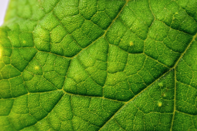 beauty in nature, leaf veins, no people, venation, day, plant, green, leaf, natural pattern, green color, close-up, growth, outdoors, food and drink, freshness
