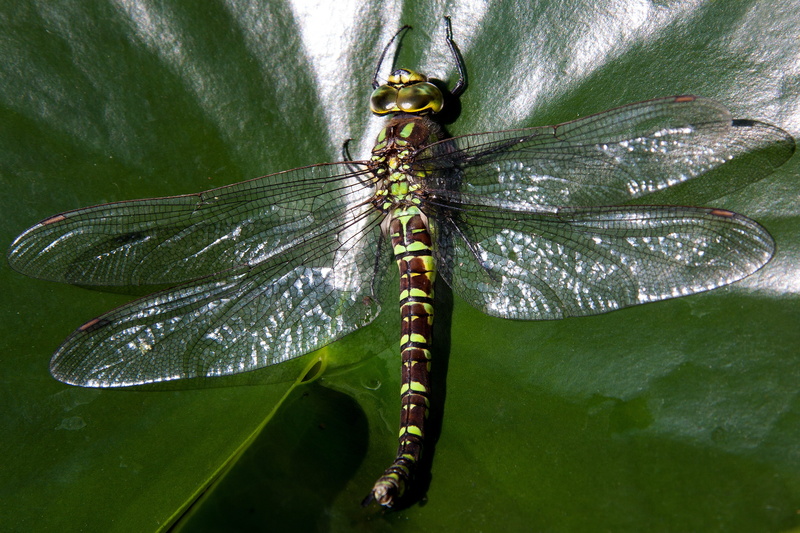 animal wing, butterfly - insect, plant, Odonata, day, plant part, animal, leaf, animals in the wild, green, Dragonfly, invertebrate, beauty in nature, Macro