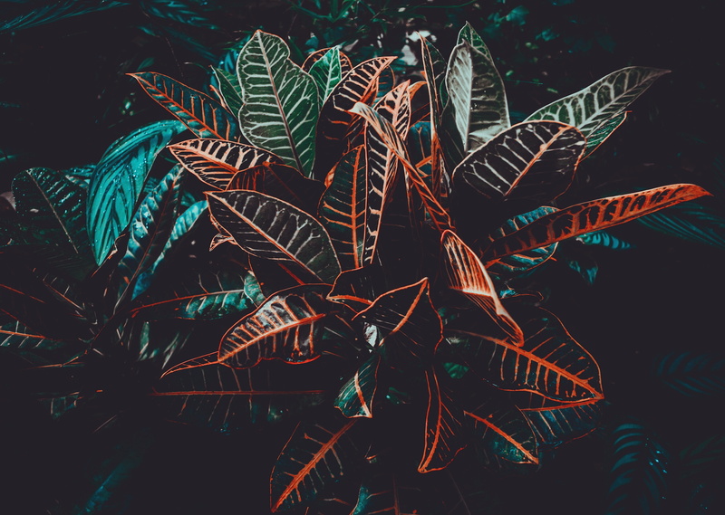 plant, leaves, 4K, venation