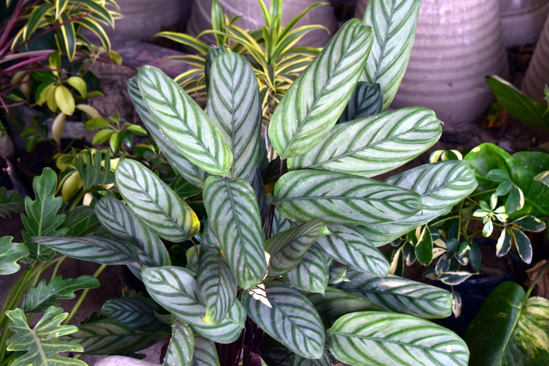 plant, healthy eating, high angle view, ornamental leaves, freshness, agriculture, green leaves, plant part, growth, green color, no people, food and drink