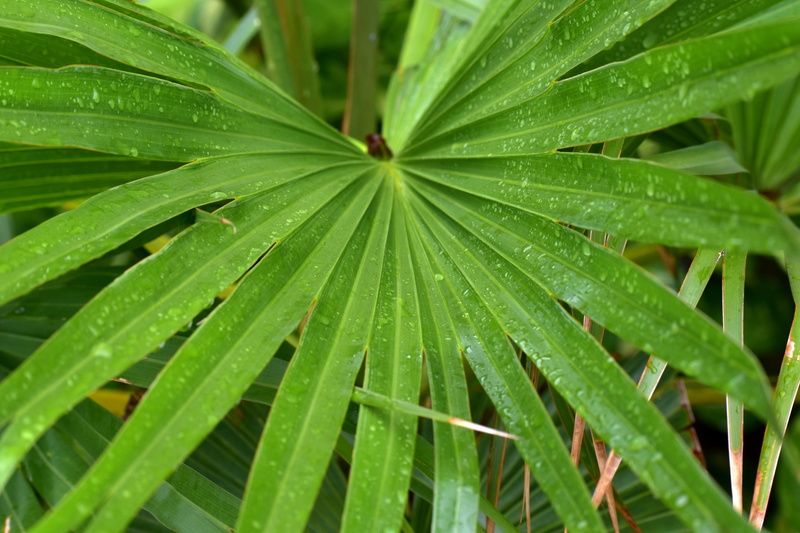 drop, raindrop, rainy season, rain, long leaves, leaves, dew, full frame, day, plant part, nature, beauty in nature, rain drops, backgrounds, outdoors