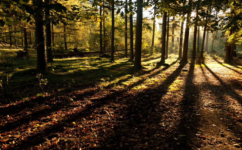 plant, woodland, trunk, tree trunk, Forest, focus on shadow, growth, 5K, glinting, Shadows, Trees, Mystical, Sunlight, grass, Sunshine, non-urban scene