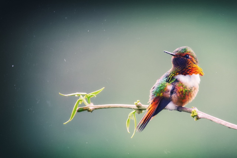 branch, vertebrate, one animal, red, beak, twig, small bird, no people, bird, animal, green color, beaked, animal wildlife, kingfisher, Costa Rica, beauty in nature