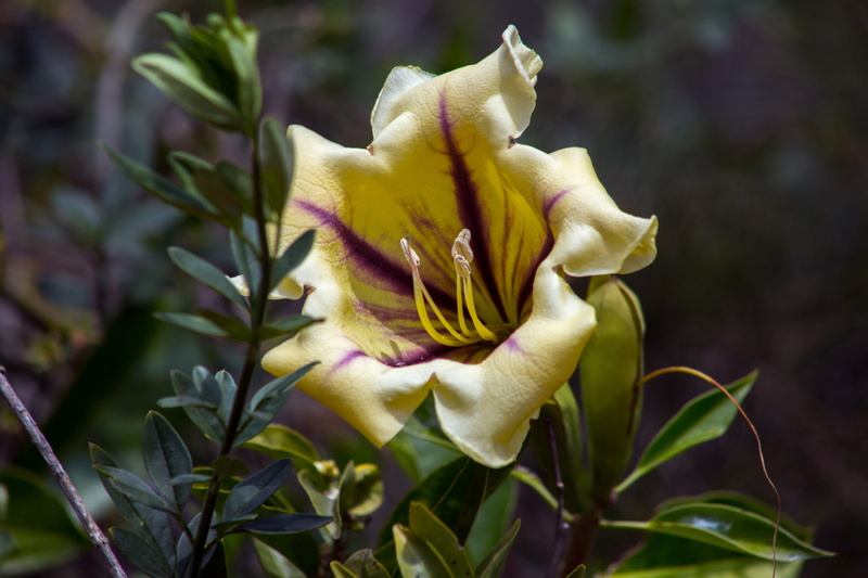 vulnerability, gleaming, petal, day, blossom, rose, pollen, belles photos, selective focus, afriquains, nature, maroc, flower, inflorescence, 5K, luisantes