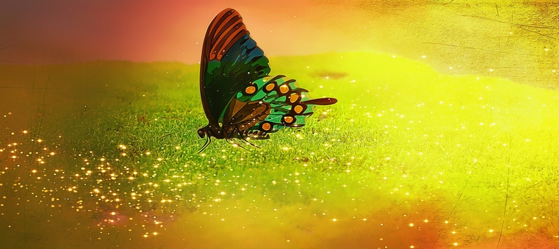 painting, glitter, invertebrate, insect, underwater, fantasy, sea, standing water, animal wing, no people, green color, butterfly, animal, multi colored