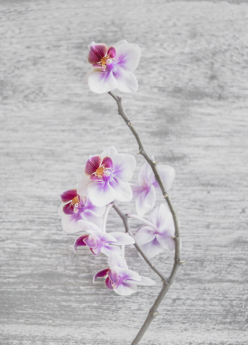 flora, 4K, grey, beauty in nature, wood - material, growth, freshness, day, fragility, tropical, no people, moth, bud, wooden desk, plant, botanical, inflorescence