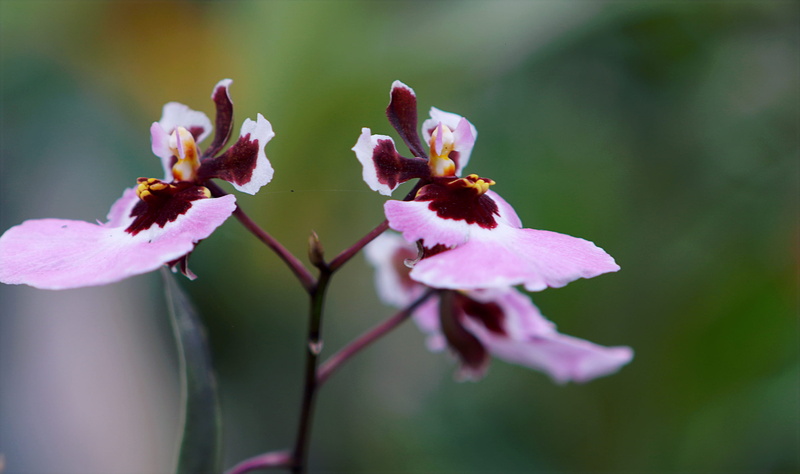 photo, pollination, flowering plant, focus, outdoors, closeup, selective focus, garden, flower head, pink, 2K, vulnerability, season, colour, petals, tropical