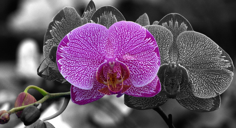 petal, pink, nature, bloom, phalaenopsis, vulnerability, fragility, color, pink color, petals, indoors, no people, close-up, selective, tropical, moth