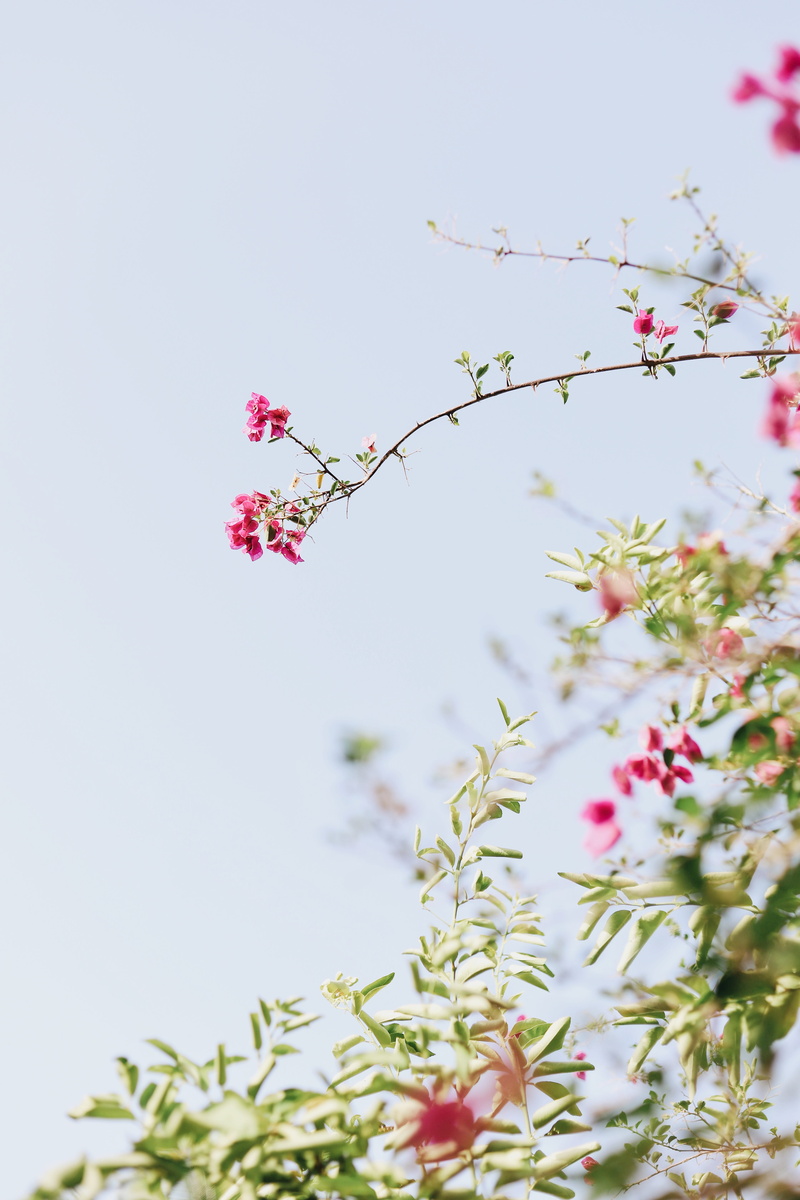 flower, clear sky, outdoors, fragility, selective focus, springtime, cherry tree, growth, close-up, flowers, leafed, pink, 5K, vulnerability, tree, low angle view