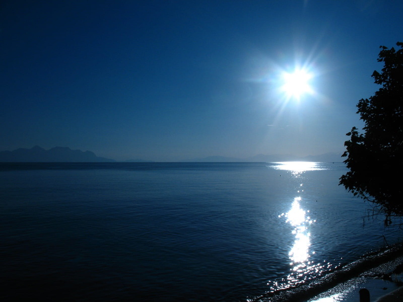tree, shines, moonlight, glittering, lakeshore, tranquil scene, horizon, sunlight, no people, branches, shining, scenics - nature, outdoors, nature, sea
