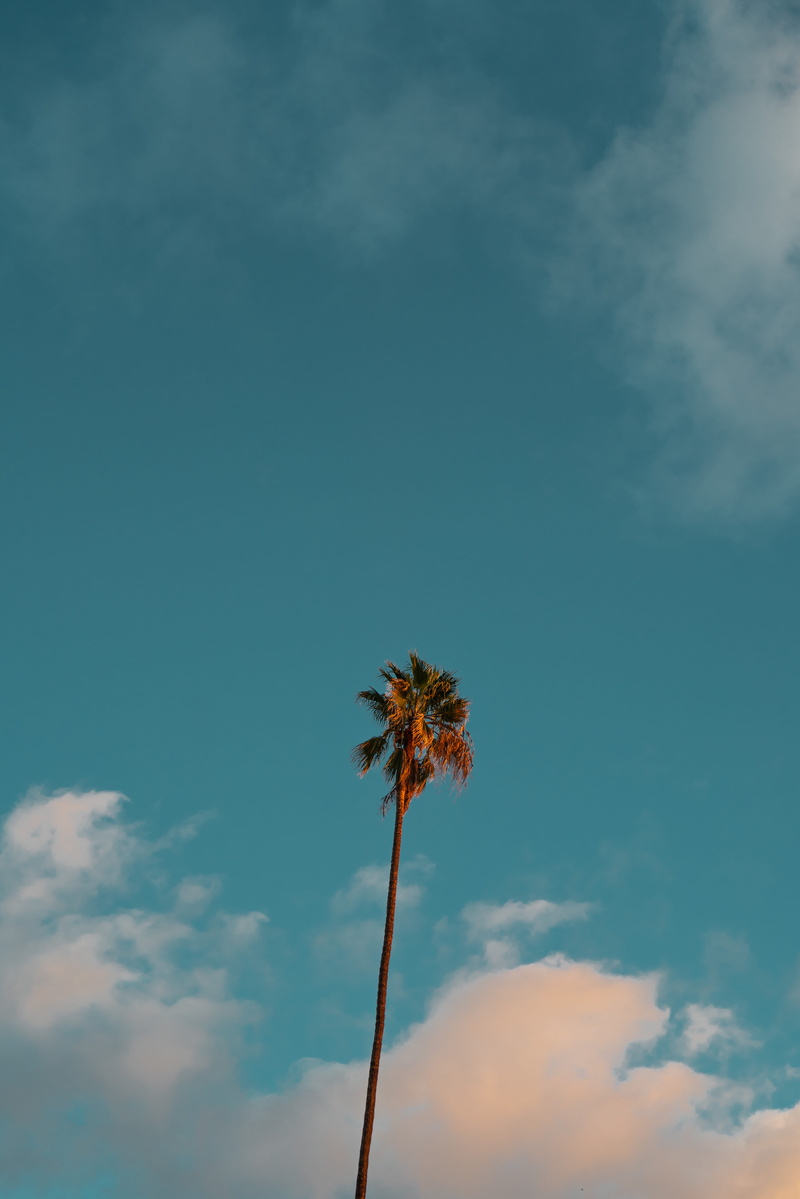outdoors, cloud - sky, tranquil scene, beauty in nature, scenics - nature, 5K, tropical, nature, leaf, plant, angle, sky, blue, tranquility, blue sky