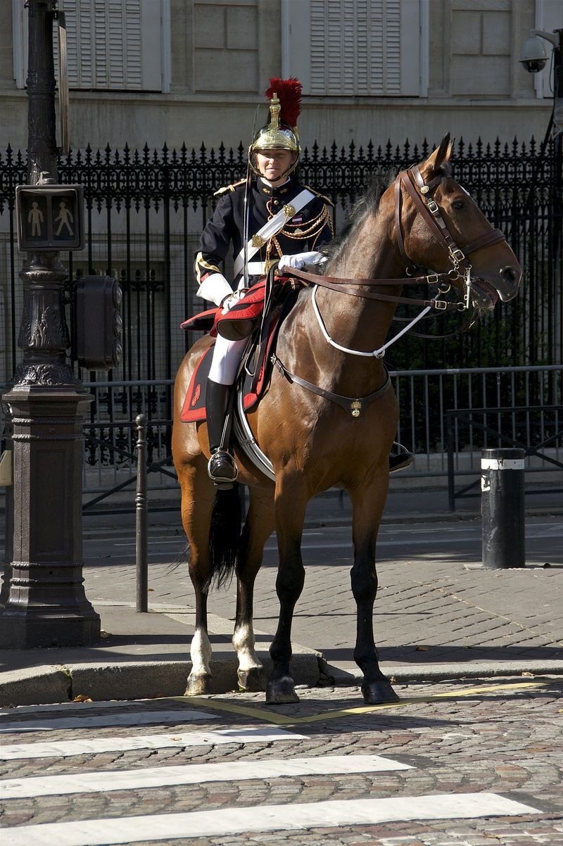 livestock, domestic animals, mammal, female, riding, soldier, outdoors, one animal, horseback riding, vertebrate, paris, architecture, day, real people