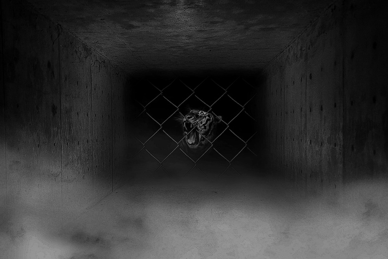 indoors, tiger, weathered, mist, ceiling, day, prison, fantasy, punishment, built structure, adobe photoshop, art, smoke, dark, manipulation, window, tunnel