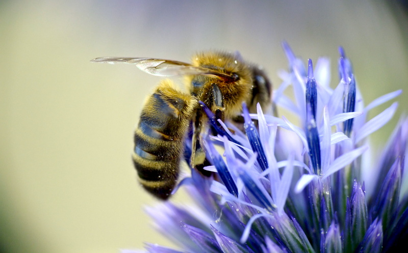 longer, available, depth of field, close-up, blossom, bee, pollen, serene, plant, macro, 4K, public domain, animal, Apis, honeybee, springtime, flower