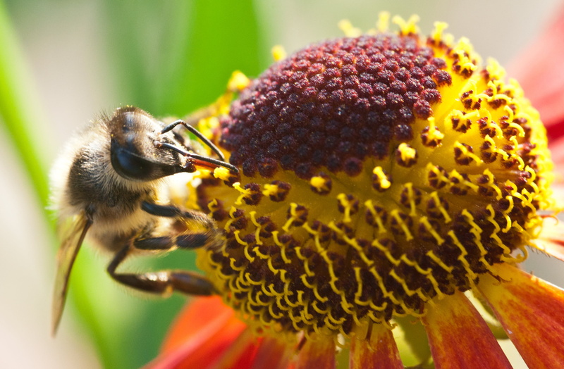 bee, Let it bee, honey, flower, longer, close-up, summer, photo, yellow, macro, nature, pollination, plant, pollen, insect, available, 2K